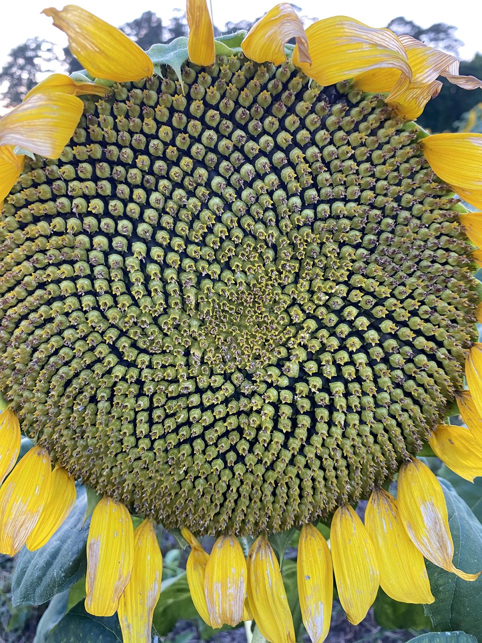The Fibonacci spiral is strikingly clear and on full display with this blooming sunflower. Photo: Heidi Skinner