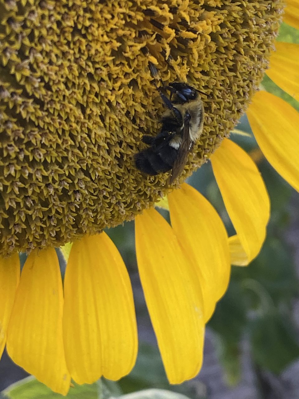 Bee happy -- pollinators love sunflowers. Photo: Heidi Skinner