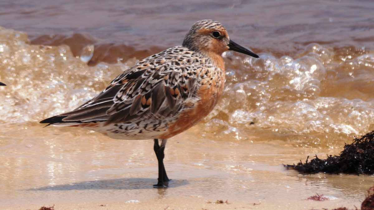 Red knot. Credit: Brett Hartl, courtesy Center for Biological Diversity