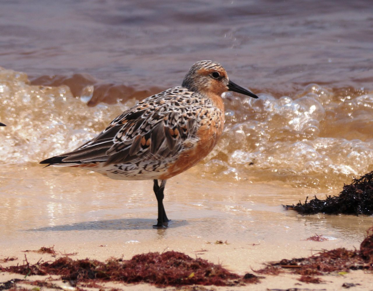 Red knot. Credit: Brett Hartl, courtesy Center for Biological Diversity