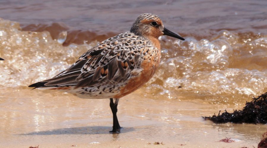 Red knot. Credit: Brett Hartl, courtesy Center for Biological Diversity
