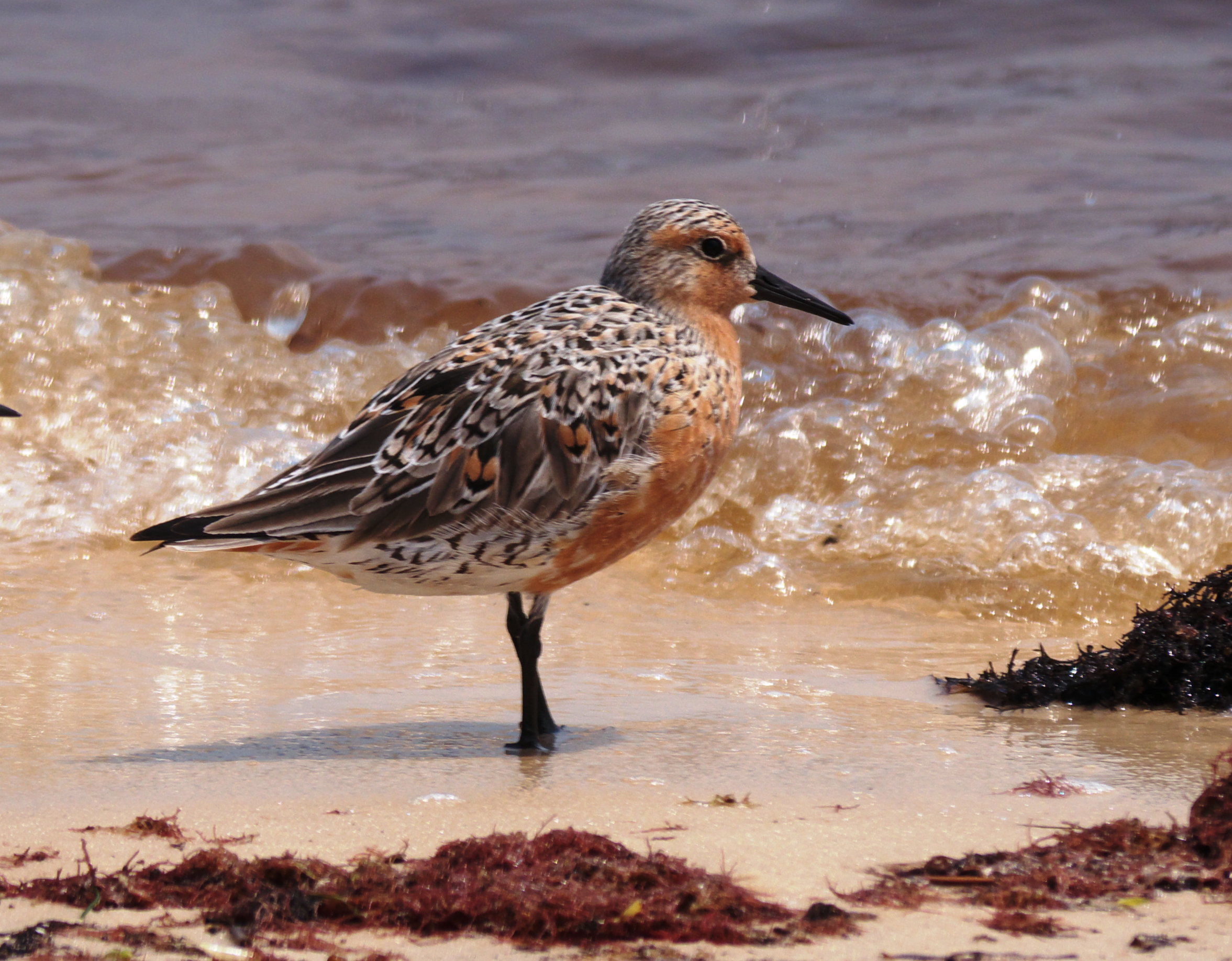 Red knot. Credit: Brett Hartl, courtesy Center for Biological Diversity