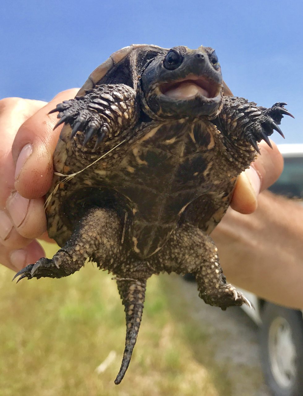 Tiny terror -- this rescue snapper's attitude belies its size. Photo: Sam Bland
