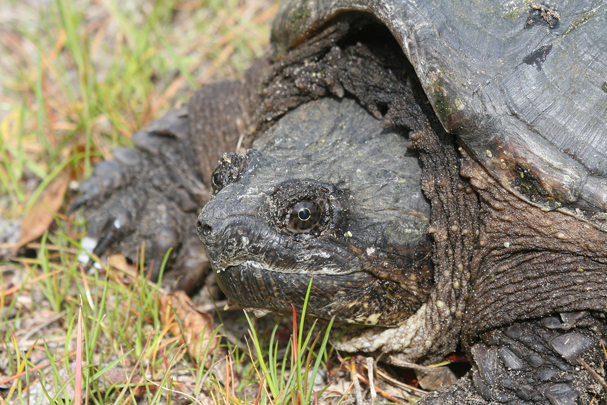 This big snapper is ready for its closeup. Photo: Sam Bland