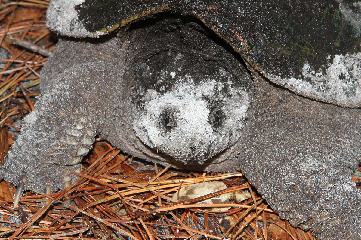 A snapping turtle's sand-covered face verifies her recent efforts at motherhood. Photo: Sam Bland