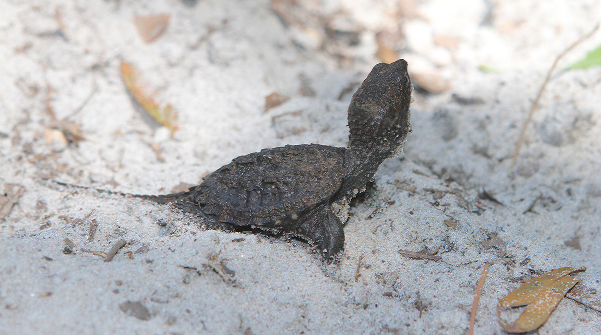 A snapping turtle hatchling cranes its neck for a first look at the world. Photo: Sam Bland