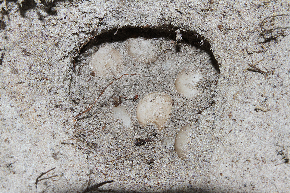 A clutch of snapping turtle eggs in the sand. Photo: Sam Bland