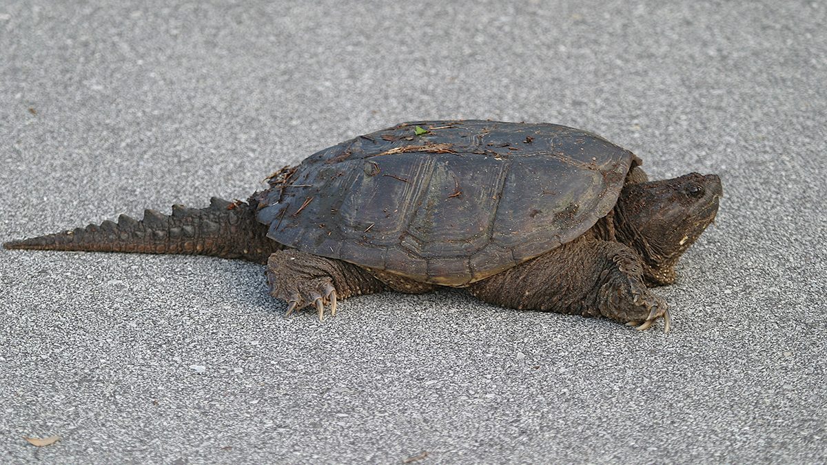 Why did the snapping turtle cross the road? Patience may be required to find out. Photo: Sam Bland