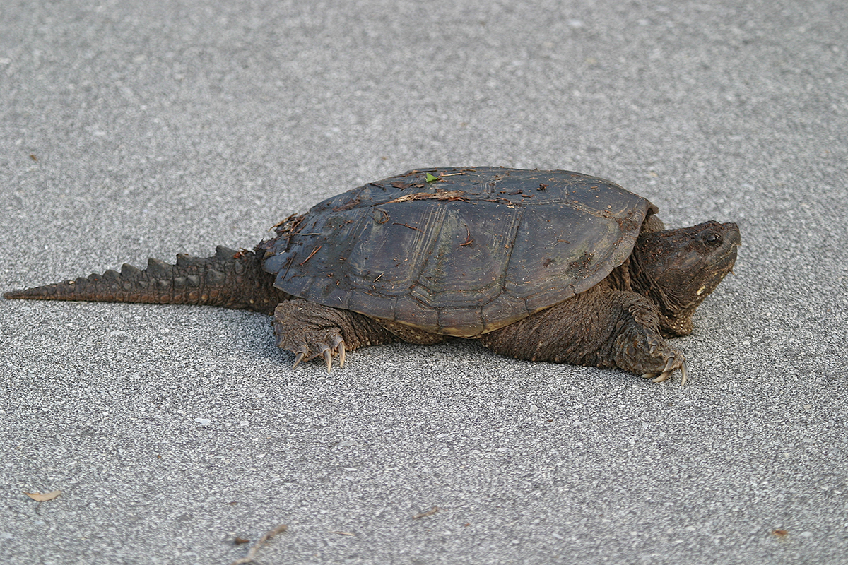Why did the snapping turtle cross the road? Patience may be required to find out. Photo: Sam Bland
