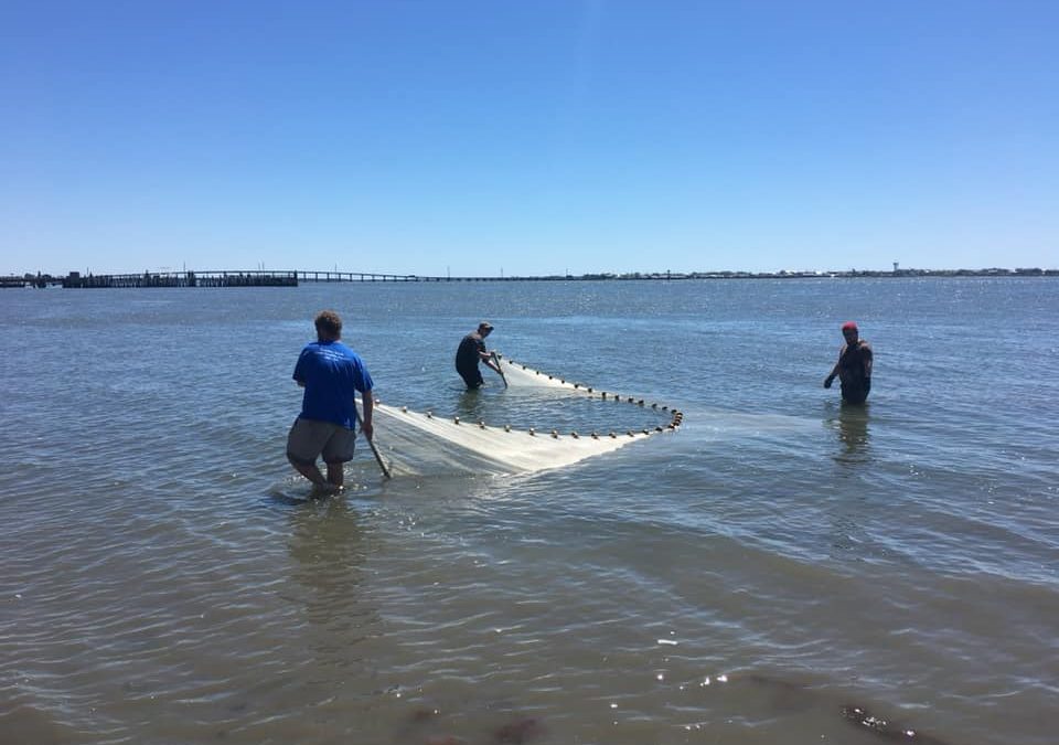 Carteret Community College Aquaculture Technology students pull a trawling net through Bogue Sound, just offshore from the campus lab in this 2019 photo from Carteret Community College