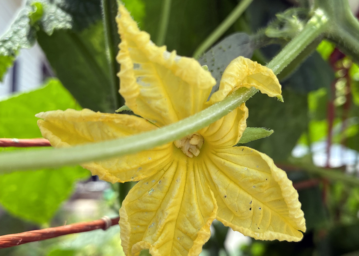 The female cucumber blossom, shown here, can be identified by its star shape and the baby cucumber. Forming behind the bloom as the flower develops, if it doesn't get pollinated, the cuke simply drops off. Photo: Heidi Skinner