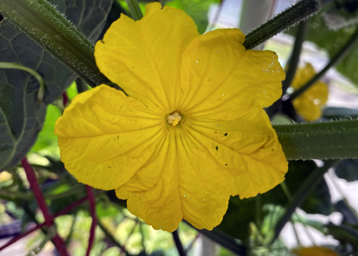 Here, the male cucumber blossom has a more rounded shape and a thinner stem, when compared to the female. Photo: Heidi Skinner