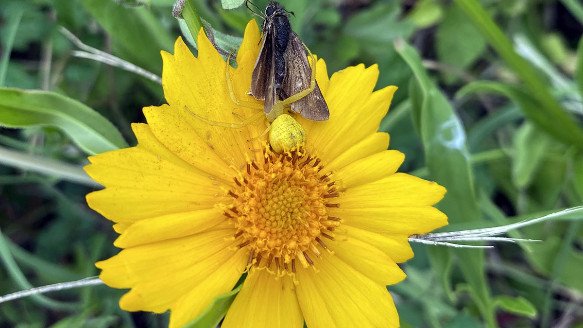 A moth tries to do its job ... but so does the camouflaged spider, Photo: Heidi Skinner
