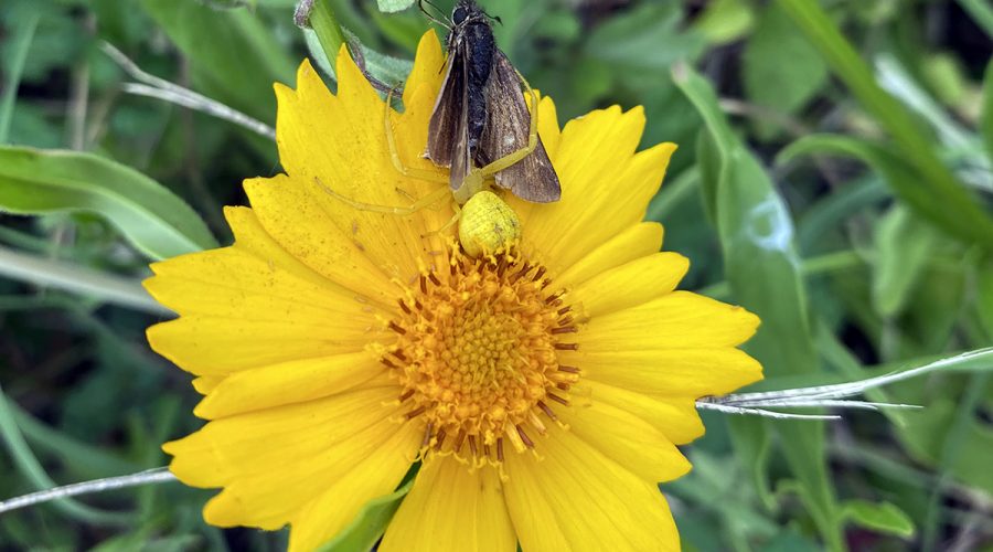 A moth tries to do its job ... but so does the camouflaged spider, Photo: Heidi Skinner