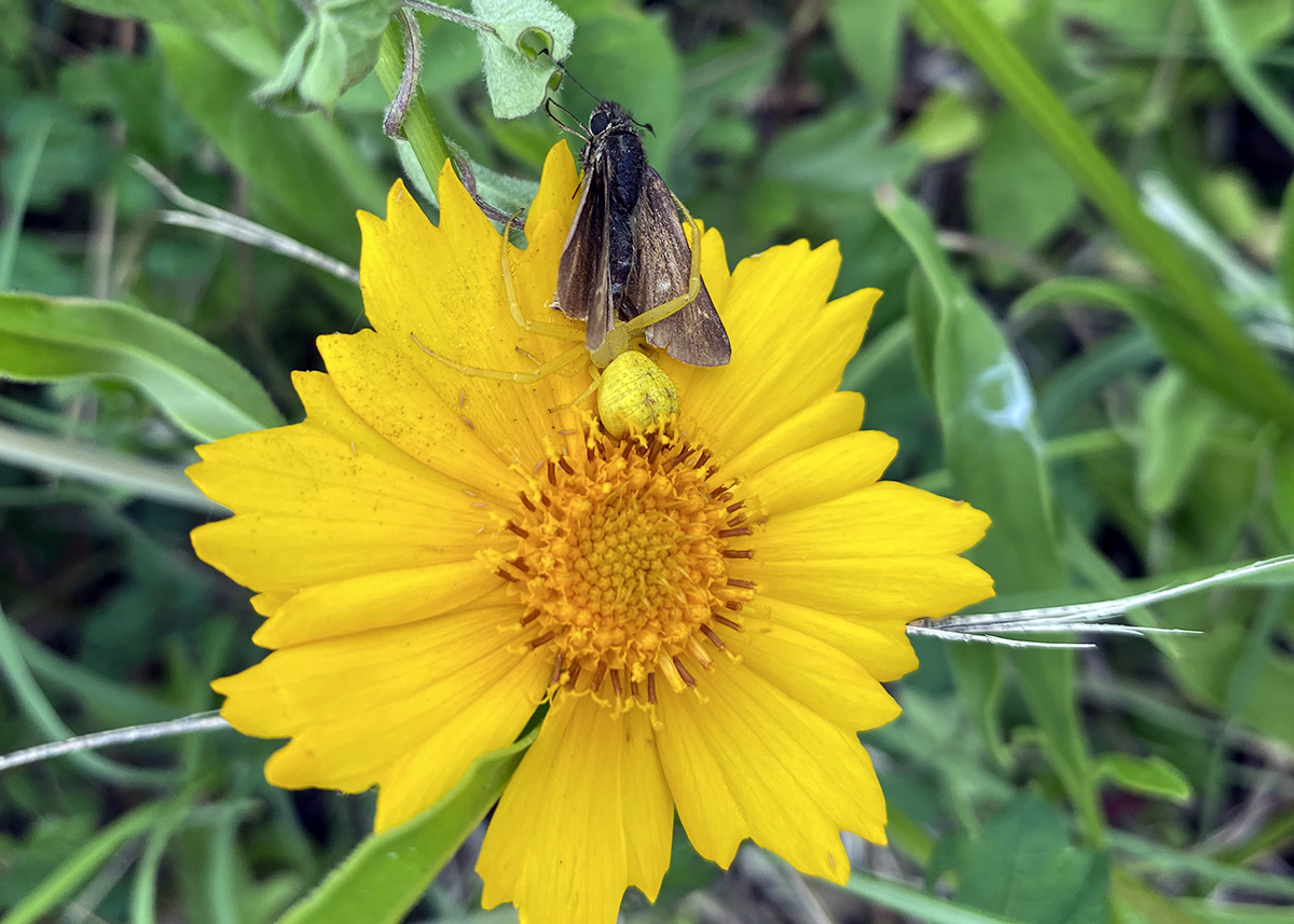 A moth tries to do its job ... but so does the camouflaged spider, Photo: Heidi Skinner