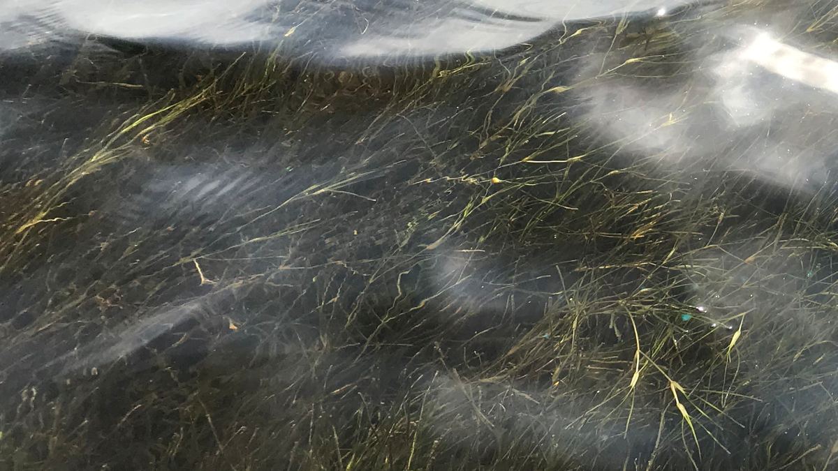 North Carolina's estuaries lost an estimated 16,000 acres of submerged aquatic vegetation, also called SAV, seagrass and underwater grass, between 2006 and 2020. Photo: Albemarle Pamlico National Estuarine Partnership