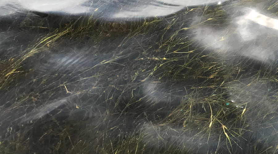 North Carolina's estuaries lost an estimated 16,000 acres of submerged aquatic vegetation, also called SAV, seagrass and underwater grass, between 2006 and 2020. Photo: Albemarle Pamlico National Estuarine Partnership