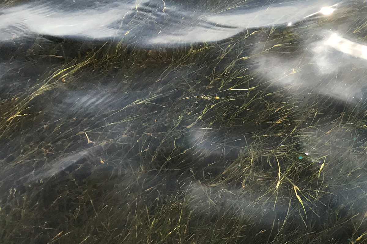 North Carolina's estuaries lost an estimated 16,000 acres of submerged aquatic vegetation, also called SAV, seagrass and underwater grass, between 2006 and 2020. Photo: Albemarle Pamlico National Estuarine Partnership
