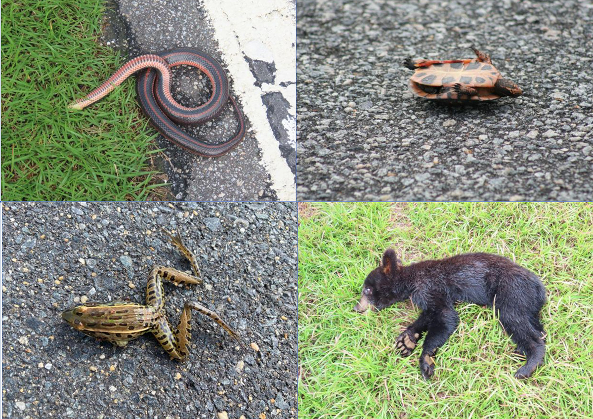 Roadkill examples from U.S. 64 that illustrated the Wildlands Network's one-year interim report covering Aug. 1, 2024, to July 31, 2025, include, clockwise from top left, rainbow snake, spotted turtle, black bear and leopard frog.