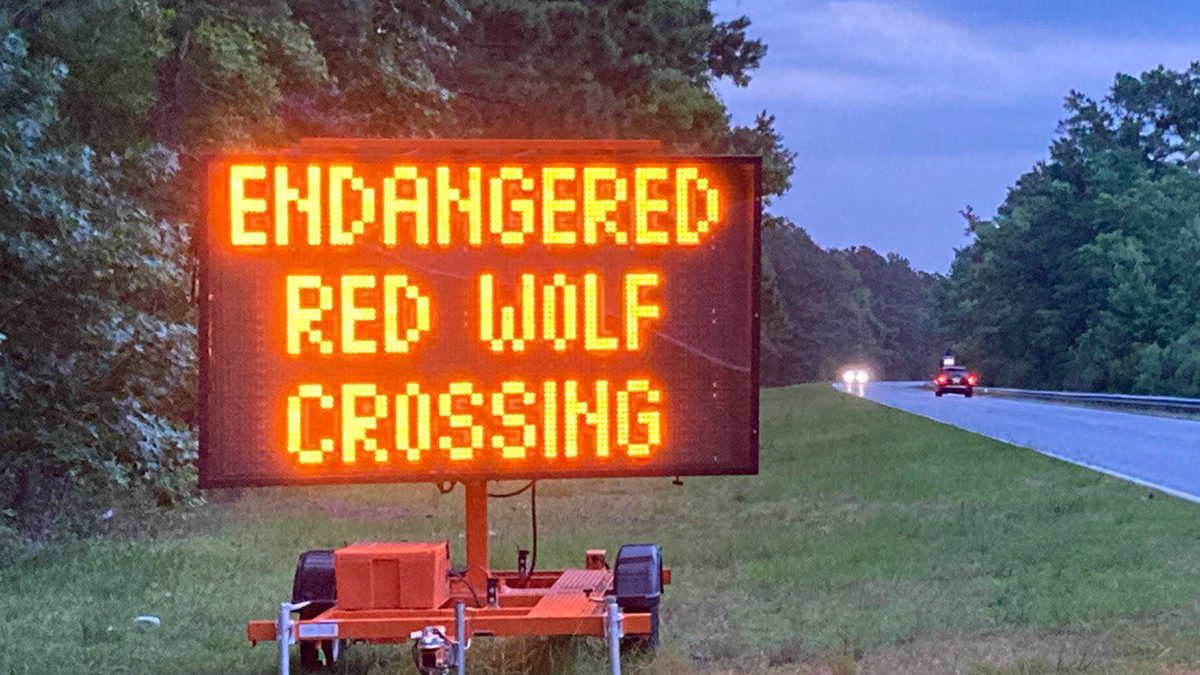 One of six electronic highway message boards placed in 2021 warns drivers in areas where monitoring indicates red wolves near Highway 64 and places where they routinely cross. Money is now available to build 11 wildlife passages of various sizes with corresponding fencing along 2.5 miles of the U.S. highway through mainland Dare County.