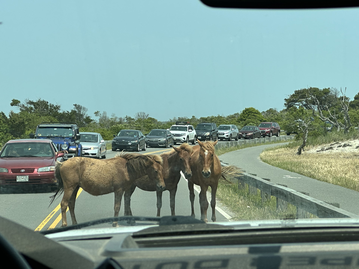 Horses of the Assateague herd at the Assateague Island National Seashore in Maryland snarl traffic. Photo: National Park Service