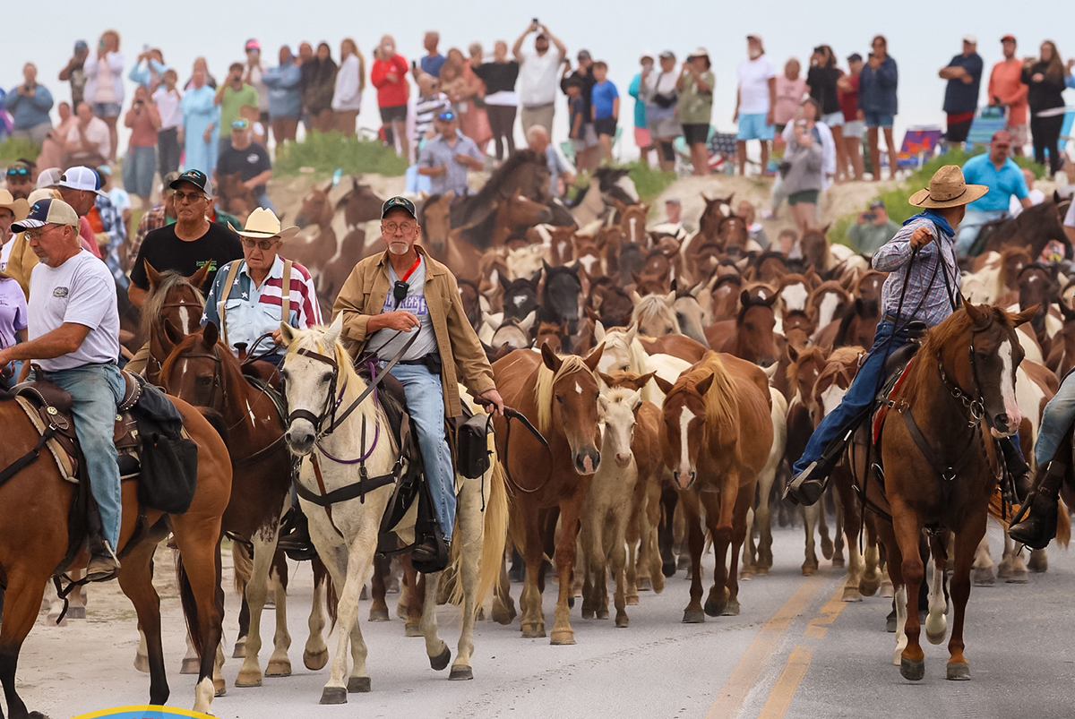 Saltwater cowboys drive horses across Assateague Channel to Chincoteague Island, Virginia, for the annual Pony Penning. Photo: Chincoteague Volunteer Fire Company