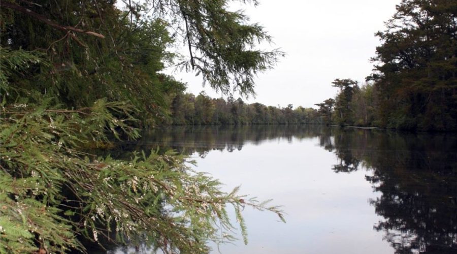 Chowan Swamp Game Land. Photo: Wildlife Resources Commission