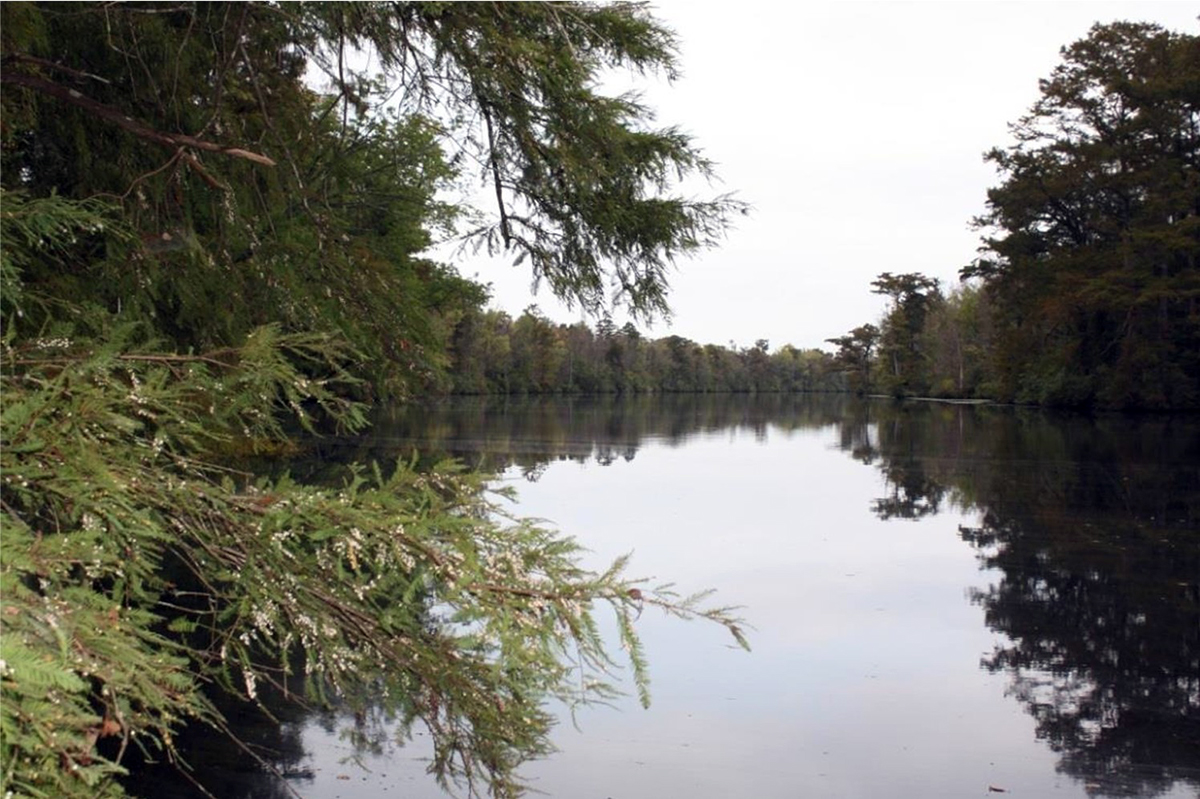 Chowan Swamp Game Land. Photo: Wildlife Resources Commission