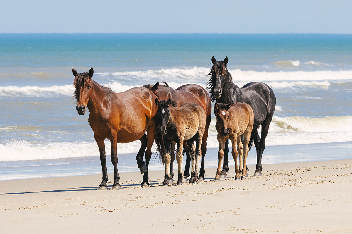 Members of the Corolla herd move along the beach. Photo: Corolla Wild Horse Fund