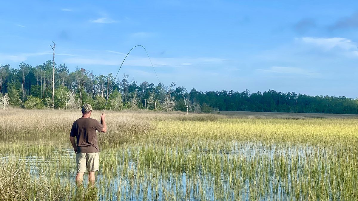 A bent rod points toward a thrashing redfish in the grass. Photo: Gordon Churchill