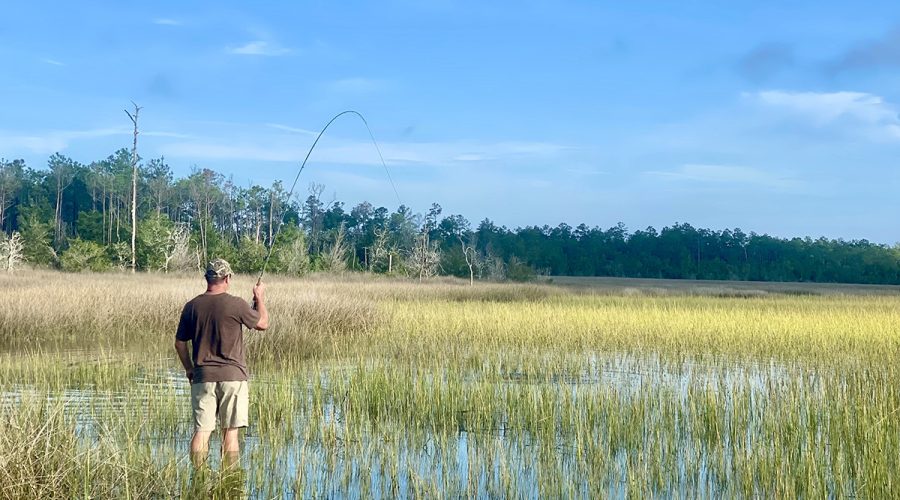A bent rod points toward a thrashing redfish in the grass. Photo: Gordon Churchill
