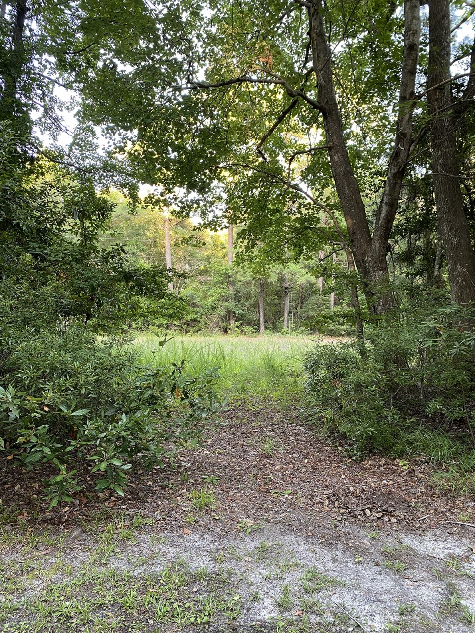 This is a perfect example of stepped vegetation and leaf litter, crucial habitat for lightning bugs. Photo: Heidi Skinner