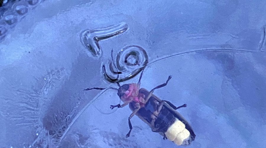 A view of the firefly's underside, reveals his lantern in detail. Photo: Heidi Skinner