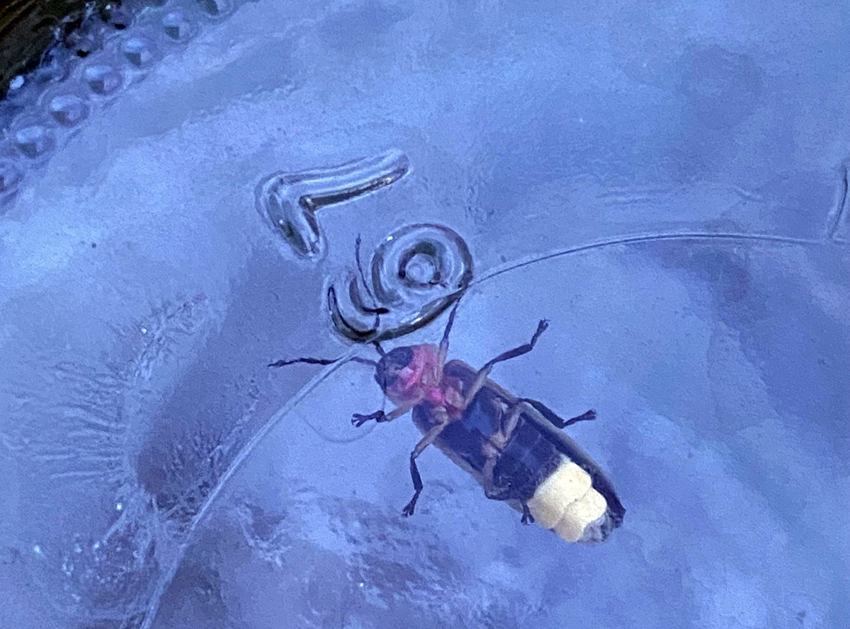 A view of the firefly's underside, reveals his lantern in detail. Photo: Heidi Skinner