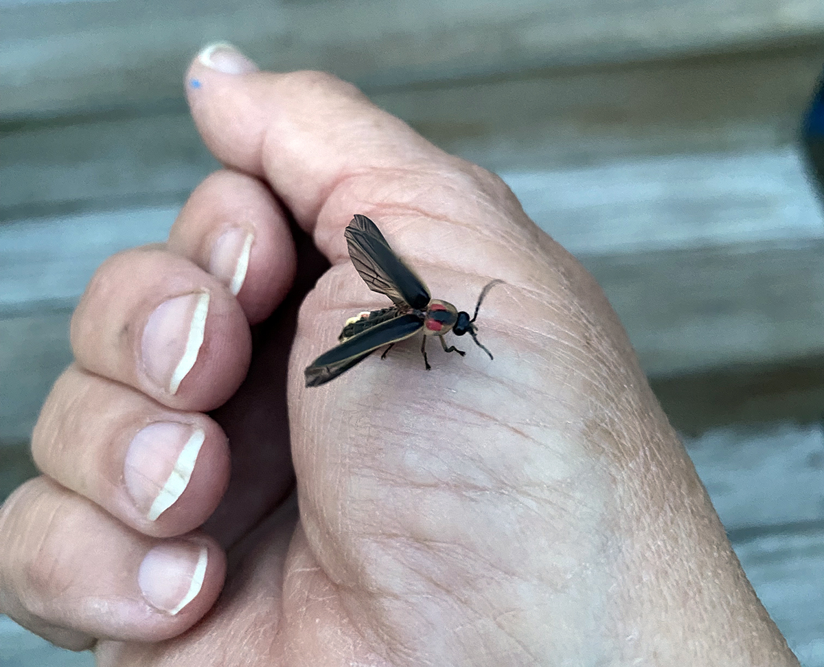 A lightning bug prepares to launch from my hand.. Photo: Heidi Skinner