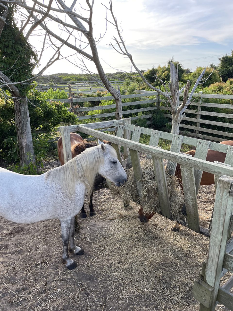 Ocracoke horses Hazel, Winnie and Jitterbug eat their breakfast at tje Ocracoke Pony Pen. Photo: National Park Service