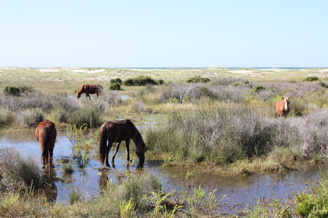 The wild horses of Shackleford Banks graze on the undeveloped island that is part of Cape Lookout National Seashore. Photo: Dan Rubenstein