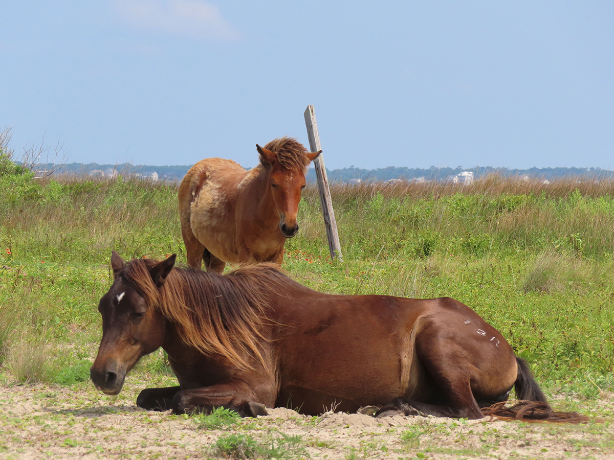 Shackleford Banks horses Hermione and Dovekie doze in the sun. Photo: National Park Service