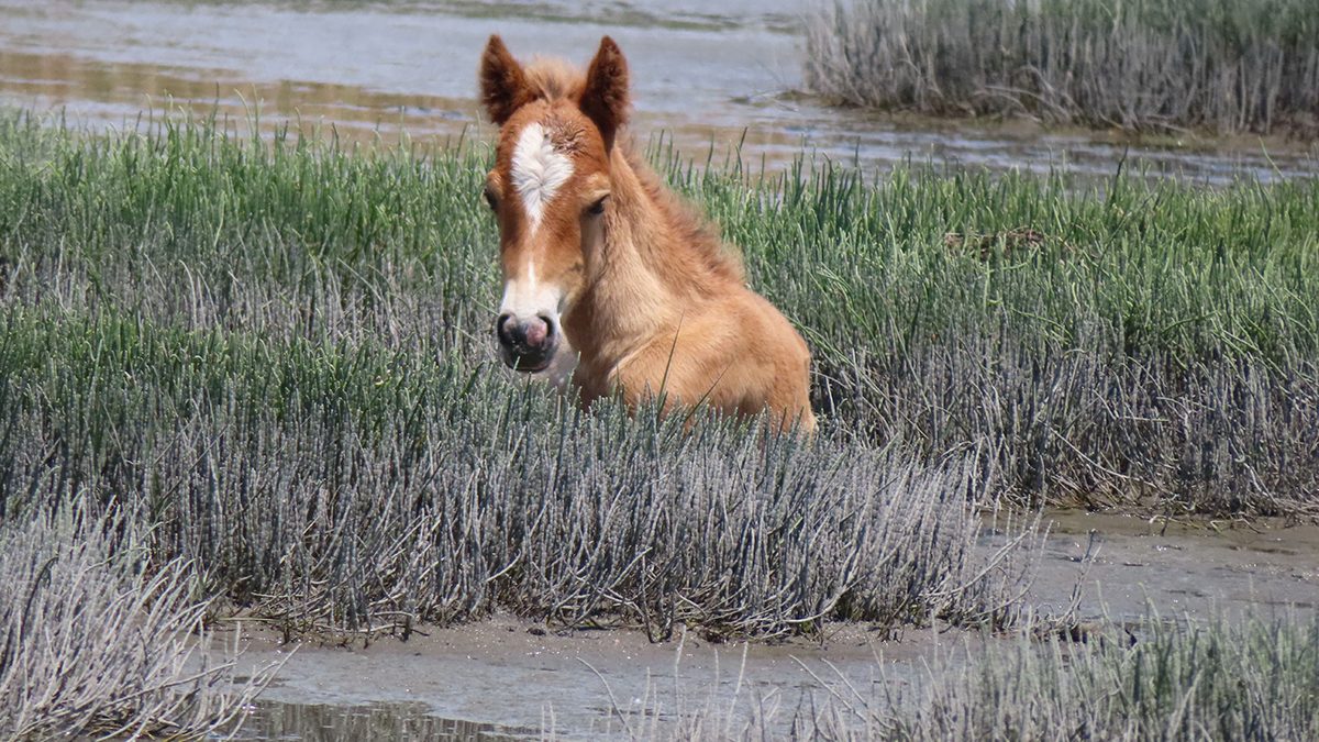 A foal rests on a barrier island marsh in this National Park Service photo. The park mandates that visitors stay 50 feet away from the horses. These photos were made with a telephoto lens.