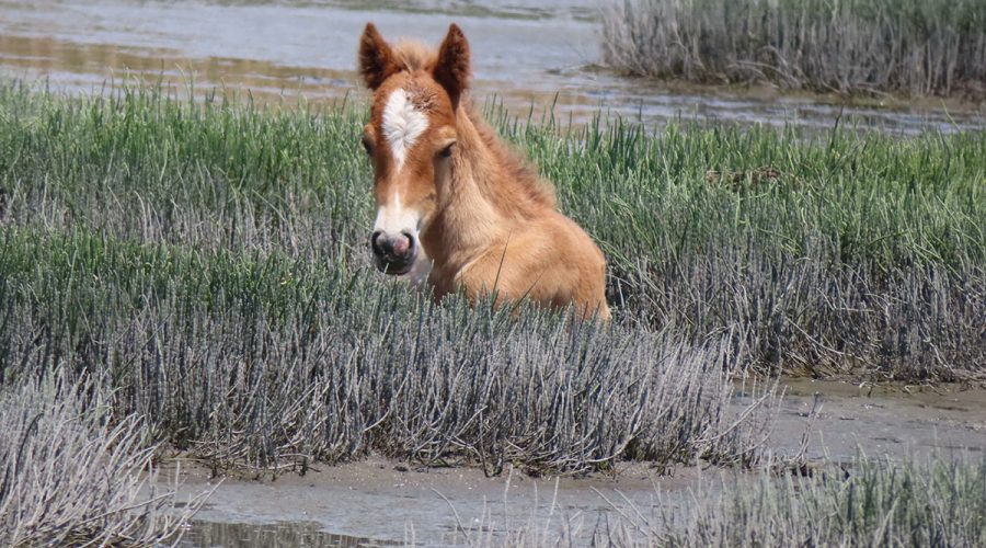A foal rests on a barrier island marsh in this National Park Service photo. The park mandates that visitors stay 50 feet away from the horses. These photos were made with a telephoto lens.