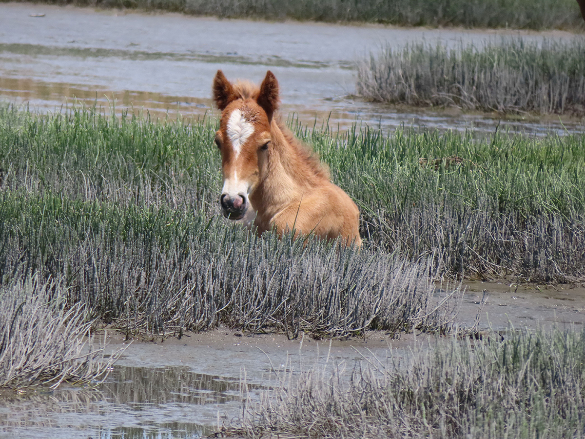 Five barrier islands find five ways to keep herds wild, healthy