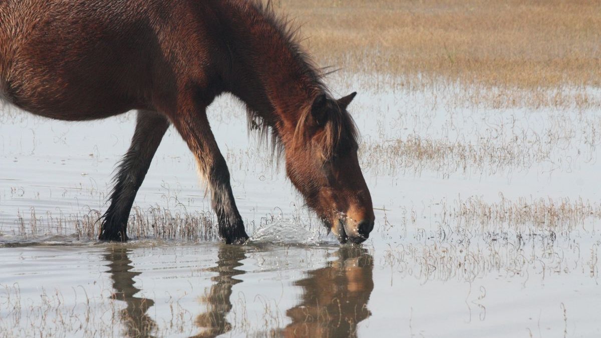 The Foundation for Shackleford Horses is celebrating 30 years of protecting the wild herd at Cape Lookout National Seashore. Photo: Dan Rubenstein