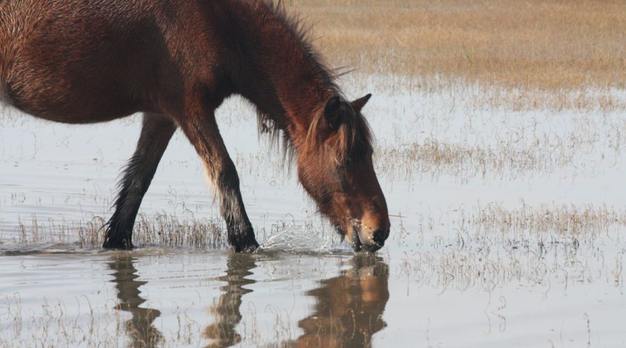 The Foundation for Shackleford Horses is celebrating 30 years of protecting the wild herd at Cape Lookout National Seashore. Photo: Dan Rubenstein