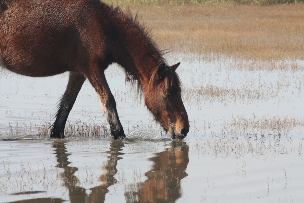 Nonprofit that cares for Shackleford’s wild horses turns 30