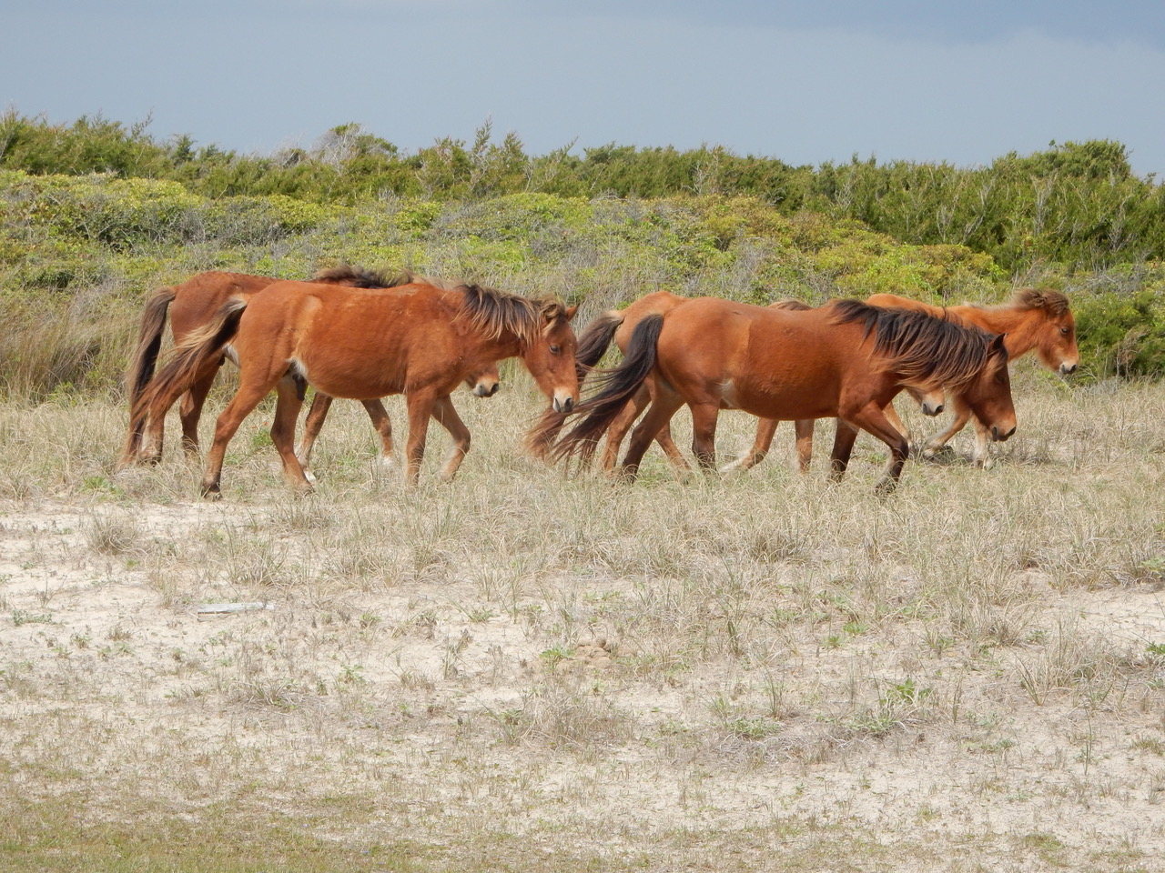 Dr. Dan Rubenstein is a behavioral ecologist, which means he researches animal behavior. He has studied the wild herd on Shackleford Banks for decades. Photo: courtesy Dan Rubenstein