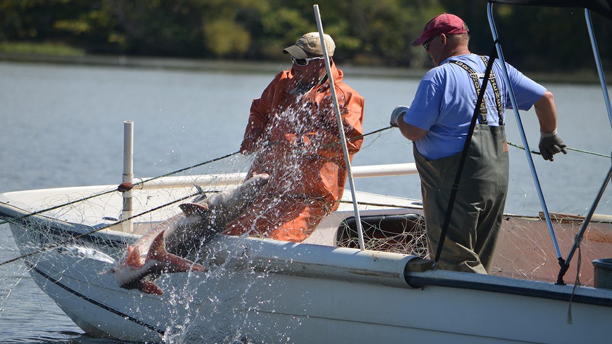 Researchers at the Virginia Commonwealth University Rice Rivers Center pull an Atlantic sturgeon aboard their boat after capturing it in a gillnet for tagging. Photo: Matt Balazik, VCU Rice Center