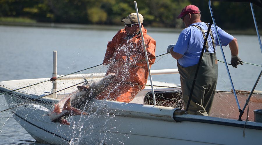 Researchers at the Virginia Commonwealth University Rice Rivers Center pull an Atlantic sturgeon aboard their boat after capturing it in a gillnet for tagging. Photo: Matt Balazik, VCU Rice Center