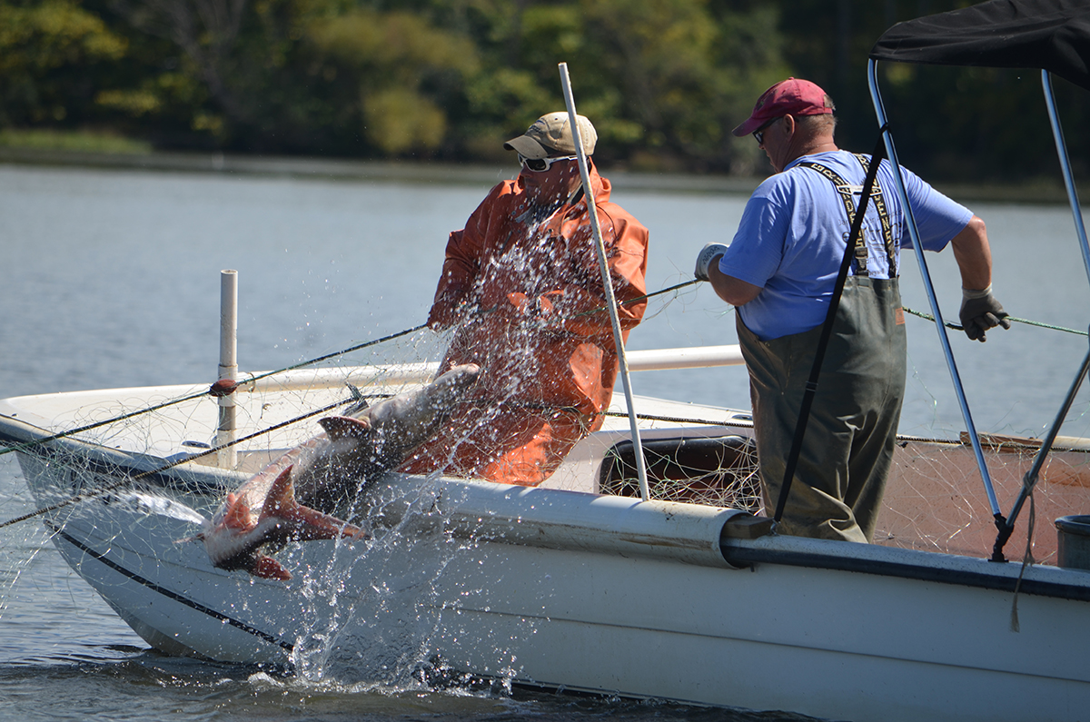 Researchers at the Virginia Commonwealth University Rice Rivers Center pull an Atlantic sturgeon aboard their boat after capturing it in a gillnet for tagging. Photo: Matt Balazik, VCU Rice Center