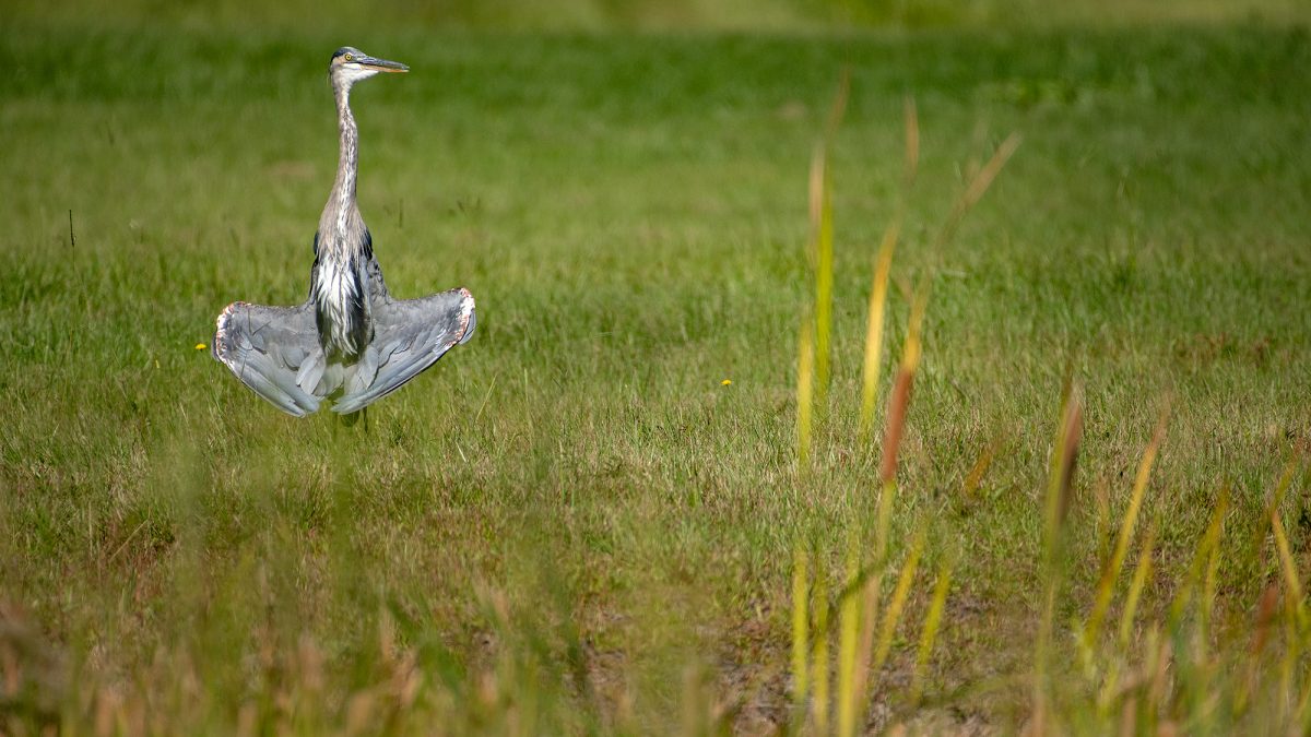 A great blue heron positions its wings not for flight but to sunbathe Monday morning at the end of the Runway 26 at Michael J. Smith Field in Beaufort. Photo: Dylan Ray