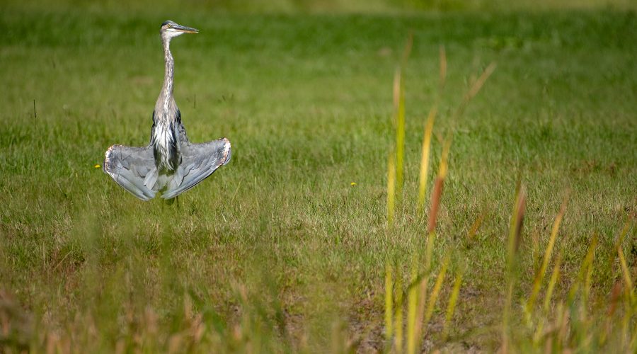 A great blue heron positions its wings not for flight but to sunbathe Monday morning at the end of the Runway 26 at Michael J. Smith Field in Beaufort. Photo: Dylan Ray